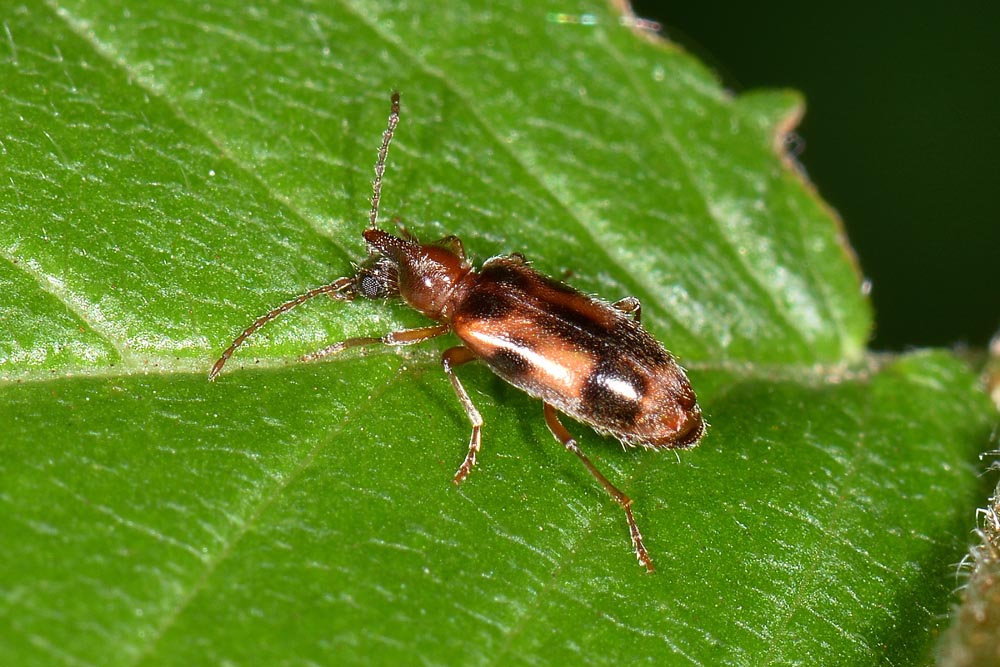 Notoxus brachycerus e Notoxus lonai, Anthicidae